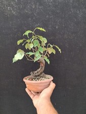 Bonsai melocotugno giapponese usato  Montevarchi