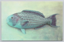 Cartão postal taxidermia de peixe papagaio azul encontrado em recifes de coral águas do sul da Flórida comprar usado  Enviando para Brazil