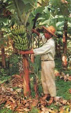 Martinique bananier regime d'occasion  Expédié en Belgium
