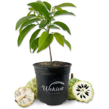 Sugar apple tree for sale  Denver