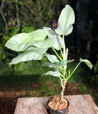 Philodendron hastatum plant for sale  Hollywood