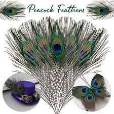 100pcs natural peacock for sale  WALTHAM CROSS