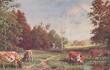 Postcard cows cattle for sale  Albany