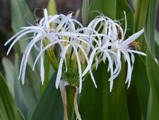 White spider crinum for sale  Palm Bay