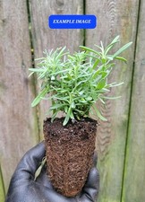 Lavandula french lavender for sale  Hollywood