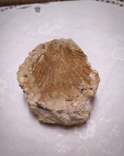 Empreinte fossile coquillage d'occasion  Cublac