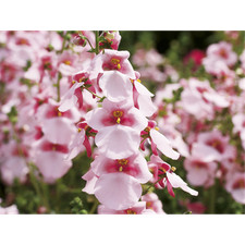 Diascia barberae rosa gebraucht kaufen  Gundelfingen a.d.Donau