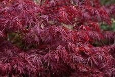 Acer palmatum dissectum for sale  Walterboro