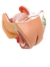 Female genital organs for sale  UK