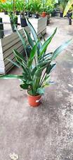 Strelitzia reginae 120cm gebraucht kaufen  Nordkirchen