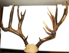 Mule deer rack for sale  Tucson