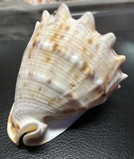 Pristine horned helmet for sale  Hanahan