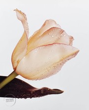 Vtg irving penn for sale  Woodstock