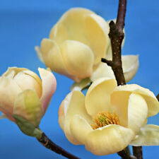 Magnolia honey tulip for sale  HORSHAM