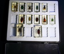 Entomology cabinet rare d'occasion  Expédié en Belgium