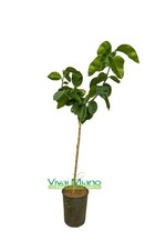 Pianta arancio arcobal usato  Furnari