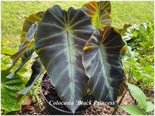 Colocasia black princess d'occasion  Arzacq-Arraziguet