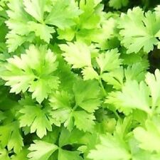 Italian parsley green for sale  Minneapolis