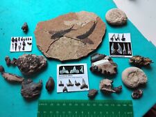 fossils for sale  WEST BROMWICH