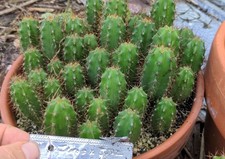 Echinopsis peru icaros for sale  Peru