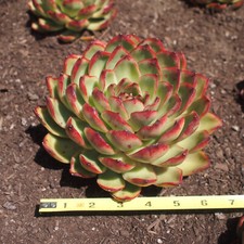 Echeveria pulidonis succulent for sale  San Francisco