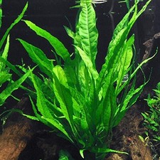 Java fern microsorum for sale  Terrell
