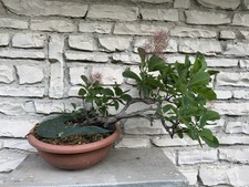 Pre bonsai scotano usato  Goito