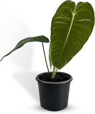 Anthurium veitchii type for sale  Denver
