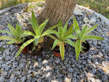 Variegated agave desmettiana. for sale  Melbourne