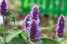 250 anise hyssop for sale  Borrego Springs