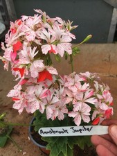 Pelargonium geranium stellar for sale  NORTHWICH