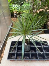 mexican palm tree for sale mexican palm tree for sale Port Saint Lucie