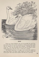 Swan custom matted for sale  Tampa
