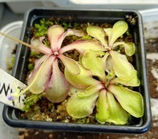 Mexican butterwort pinguicula for sale  BURY
