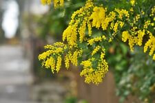 Acacia golden wattle for sale  Camarillo
