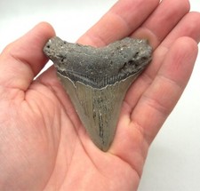 Dente squalo megalodonte usato  Spedire a Italy