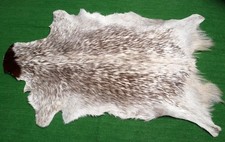 Goat western taxidermy for sale  Taylor