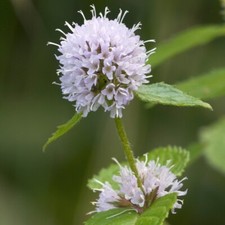 Graines mentha aquatica d'occasion  Sabres