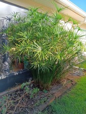 Umbrella papyrus plant for sale  Palm Coast