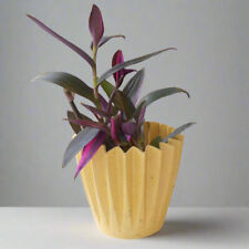 Tradescantia pallida pink for sale  COALVILLE