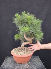 Bonsai pino silvestre usato  Montevarchi