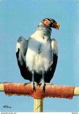 Animals birds raptors d'occasion  Expédié en Belgium