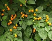 Graines piment aji d'occasion  Saint-Jouan-des-Guérets