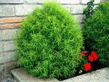 200 SEMI "KOCHIA TRICOPHYLLA" FALSO CIPRESSINO "SPEDIZIONE GRATUITA " comprar usado  Enviando para Brazil