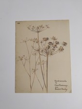 Cow parsley seed for sale  BIRKENHEAD