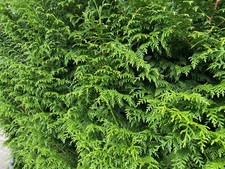 4ft thuja plicata for sale  KING'S LYNN