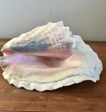 Natural queen conch for sale  San Diego
