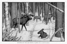 Moose yard feeding for sale  New London