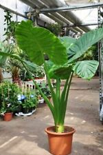 Alocasia calidora 10 for sale  Yucaipa