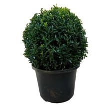 Euonymus japonicus green for sale  BECCLES
